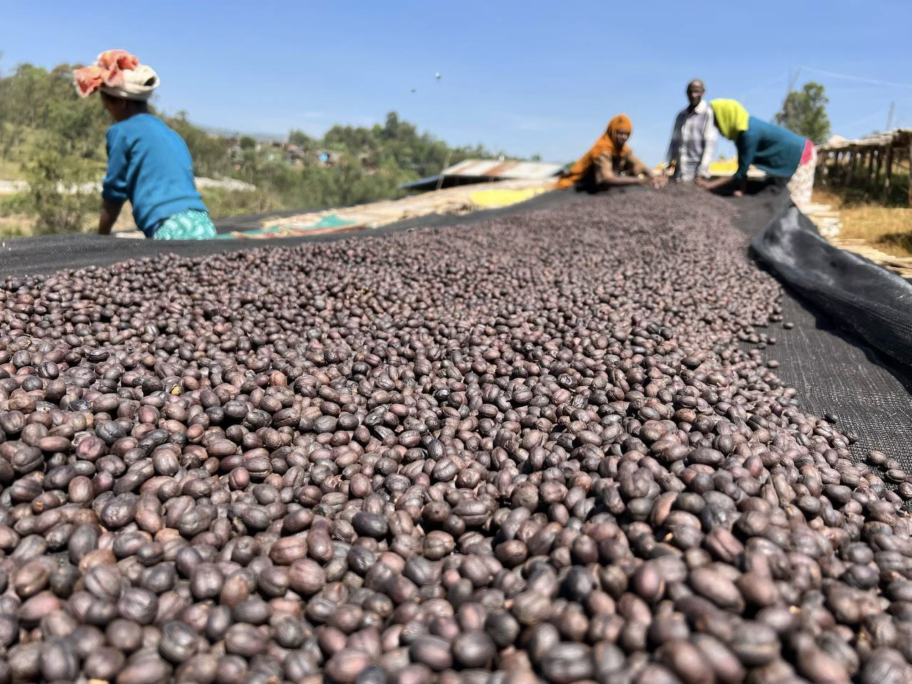 DWD propose des cafés lavés, natures et en fermentation anaérobique