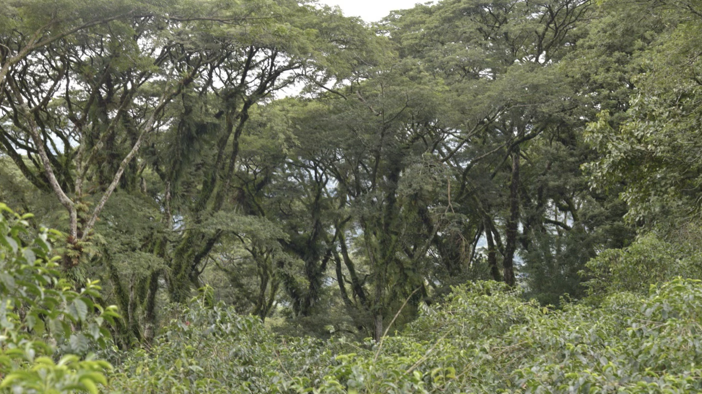 Terroir de Sidama