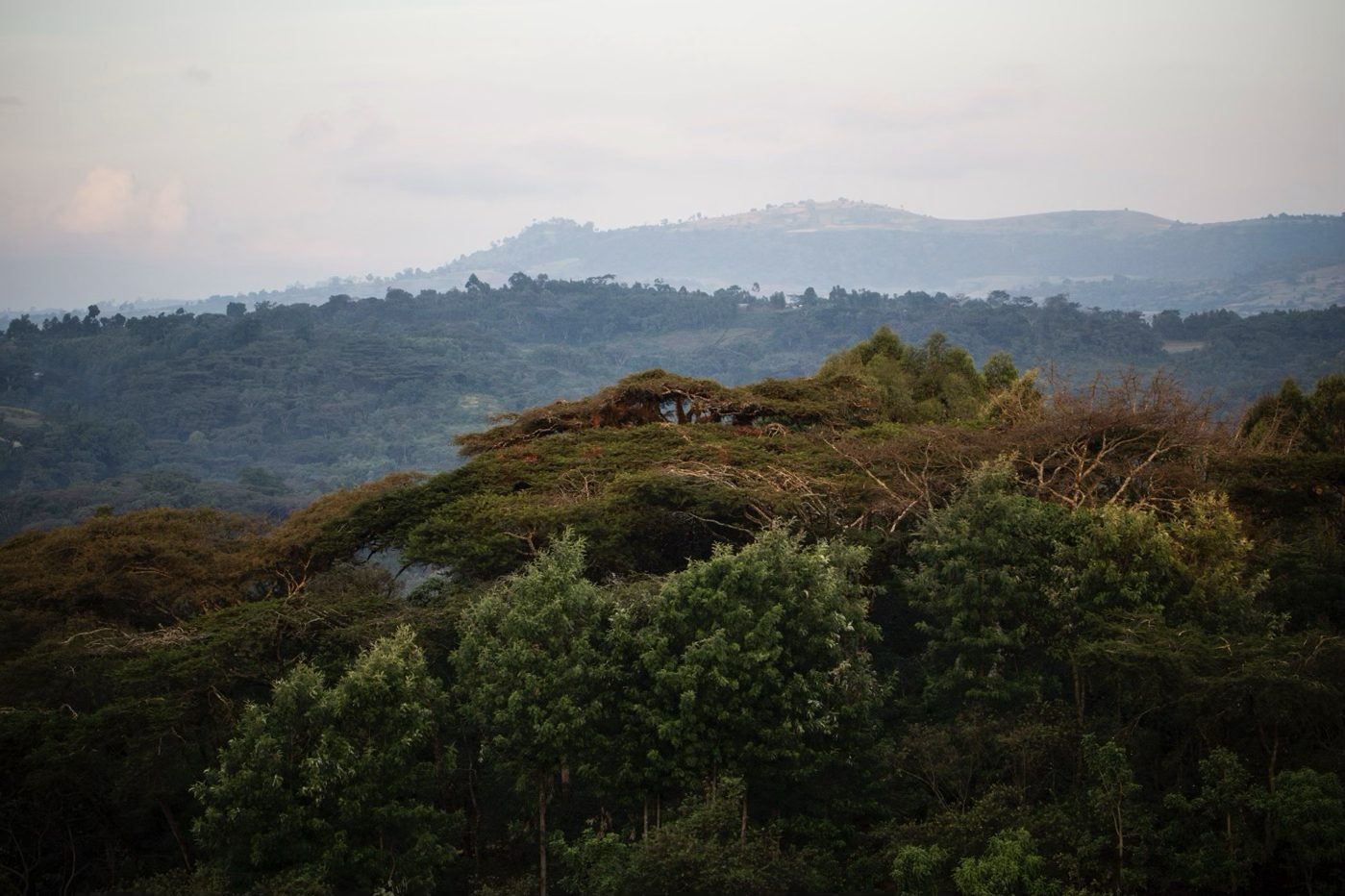 Un microlot en provenance du terroir de Sidama