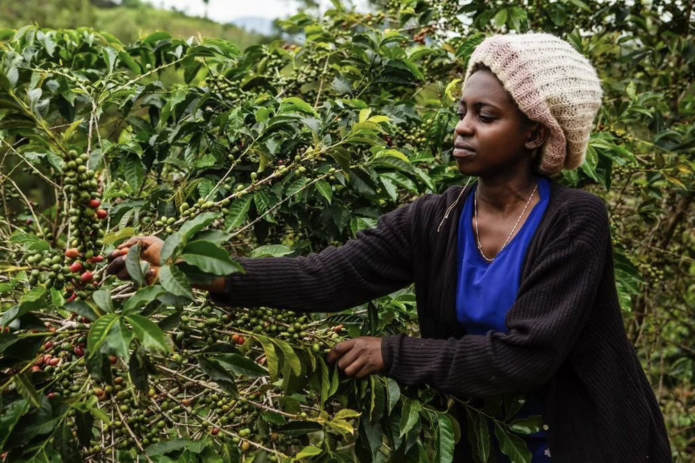 Une agriculture de pente, façonnée à la main