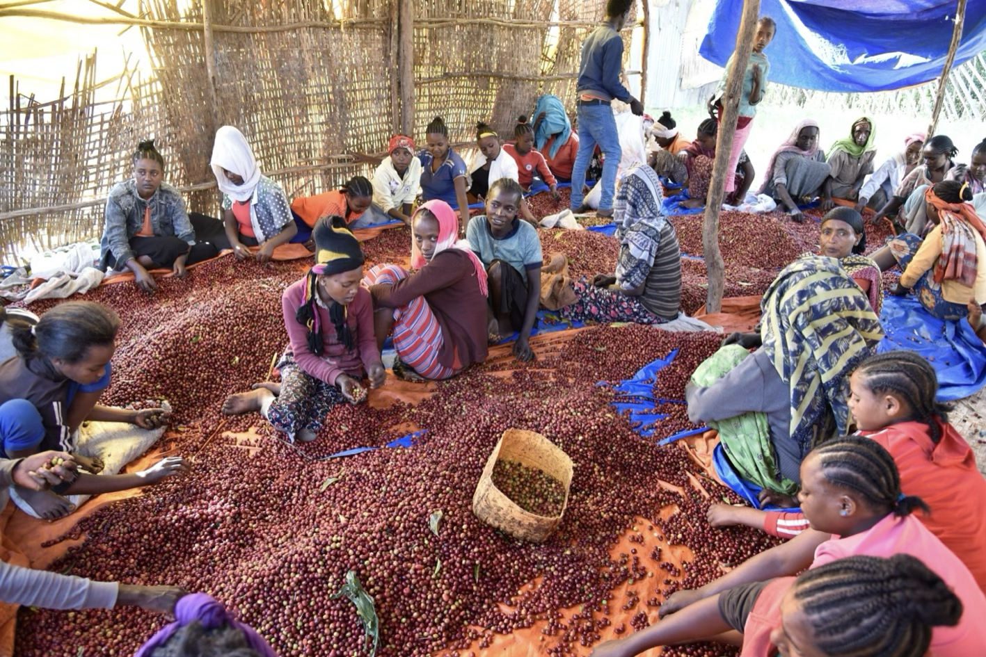 le process nature conserve la cerise entière tout au long du séchage